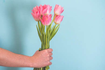 Bouquet of pink tulip flowers in man hand on blue background. Man holding bunch of tulips. Holiday...