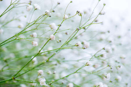 White spring flowers on soft pastel color backgroundの写真素材