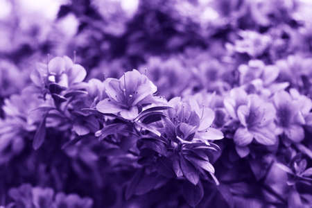 Trendy color concept of the year 2018. Flowers in ultra violet color.の写真素材