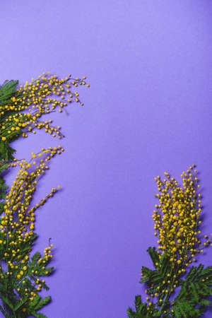 Mimosa silver wattle branch on purple backgroundの写真素材
