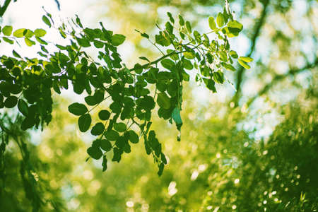 Fresh and green leavesの写真素材