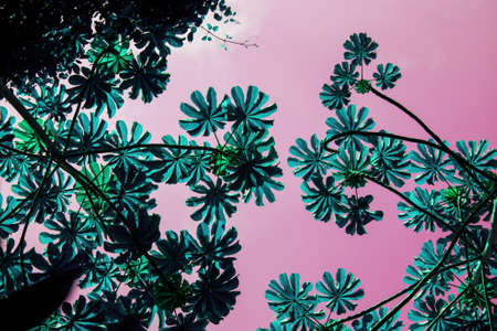 Colorful trendy design green leaves on a pink background.の写真素材