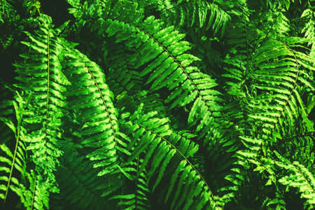 Fresh green fern leaves backgroundの写真素材