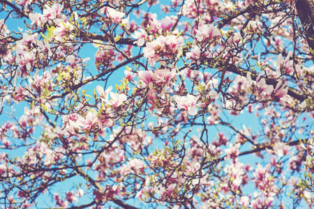 Closeup of magnolia tree blossom with blurred background and warm sunshine