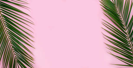 Tropical palm leaves on pink background. Summer concept.の写真素材