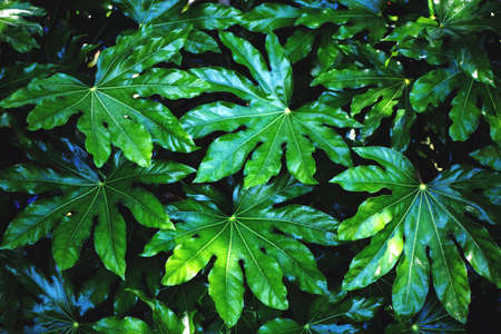 Green bright tropical leaves texture background.