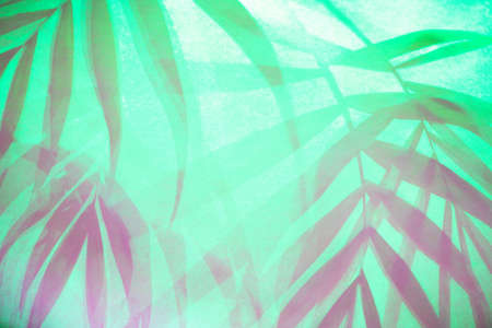 Green tropical palm leaves shadow in trendy neon background.