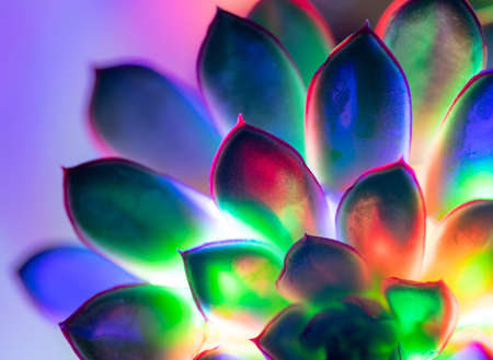 Trendy neon background with colorful succulent plant.の写真素材
