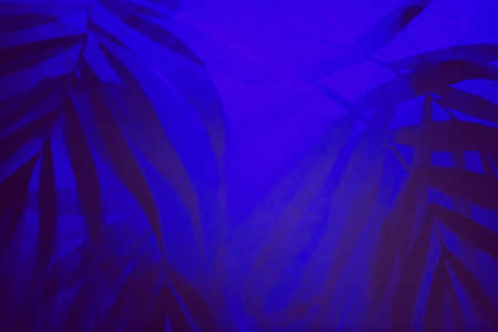 Tropical palm leaves shadows in ultraviolet light.
