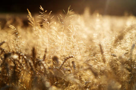 Summer background with field of golden wheat close up.
