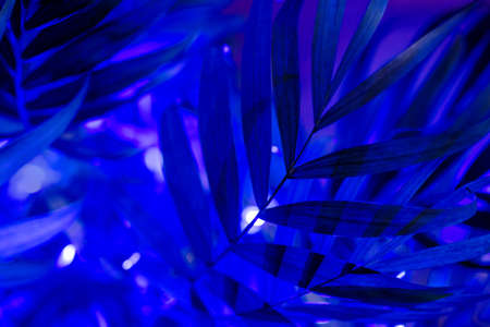 Tropical palm leaves shadows in ultraviolet light.の写真素材