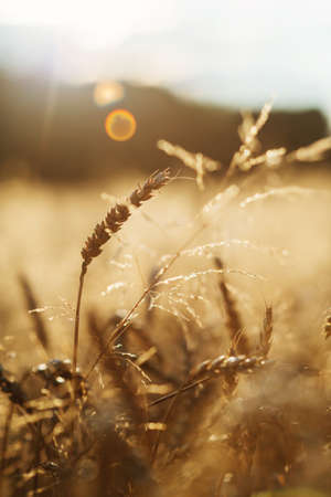 Summer background with field of golden wheat close up.の写真素材