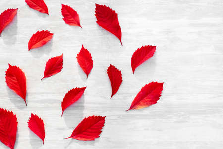 Red leaves of wilde grape on white wooden background.の写真素材