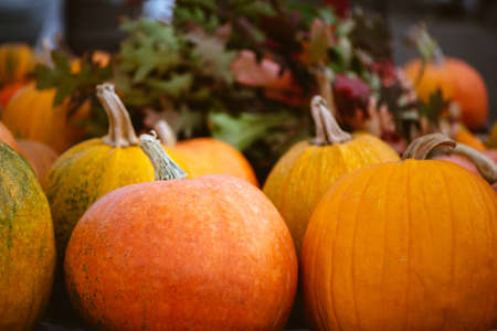 Close up of orange pumpkins with oak leaves.の写真素材