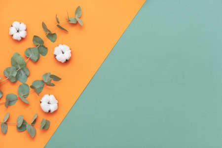 Fresh eucalyptus branch and cotton flowers on orange and green background.の写真素材