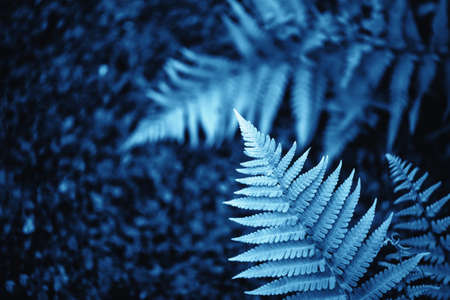 Beautiful background with foliage and fern in blue tone.