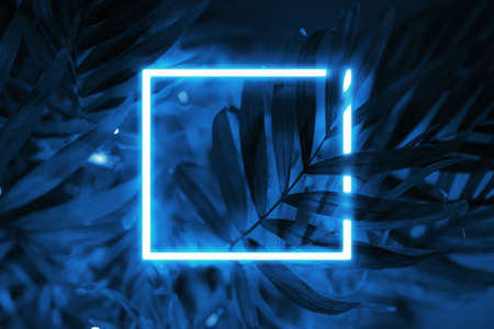 Tropical blue background neon square frame.の写真素材