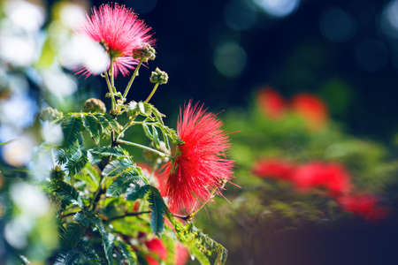 Close up of red flowers of australian eucalyptus on tree in the garden.の写真素材