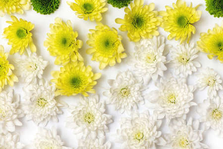 White, green and yellow chrysanthemums isolated on a white background.の写真素材
