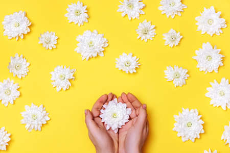 Woman hands with chrysanthemum on yellow background with white flowers. Selfcare concept.