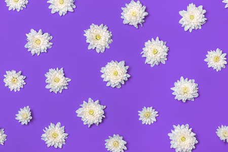 White chrysanthemums on violet background. Flat lay.の写真素材