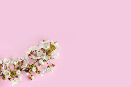 Spring cherry blossoms on pink background.の写真素材