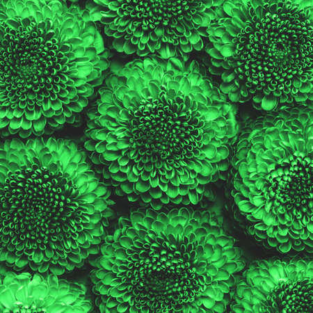 Green chrysanthemum flowers.の写真素材