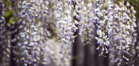 Blooming wisteria close up.の写真素材