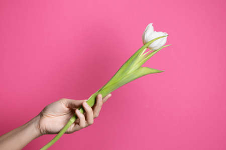 Tulip in female hand on pink background.
