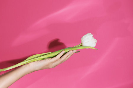 Woman hand holding tulip flower on pink background.の写真素材