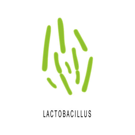 Lactobacillus colony. Probiotic, beneficial bacteria for human health and beauty. Gut microbiota under microscop isolated on white background. Vector cartoon illustration.のイラスト素材