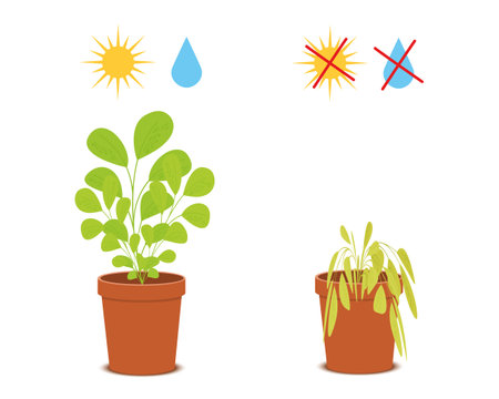 Potted blossom plant with watering and sunlight symbols vs wilted flower without care. Houseplant growing and dying. Vector flat illustration.のイラスト素材