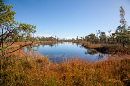 Serene Autumn Landscape With Tranquil Lake and Blue Sky
