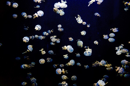 Baby Jellyfishの素材
