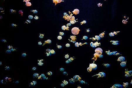 Baby Jellyfishの素材