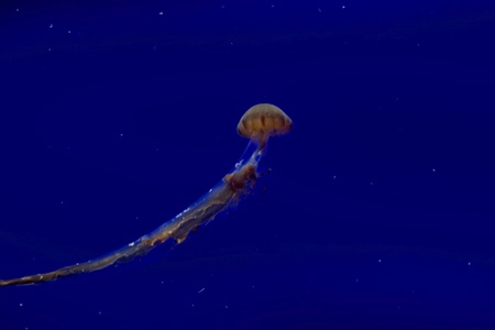 Jellyfishの素材