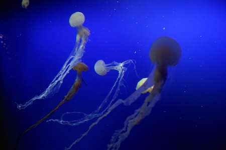 Jellyfishの素材