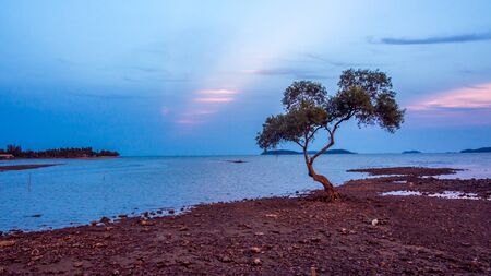 a tree  stand alone into the seaの写真素材