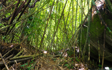 Bamboo forestの写真素材