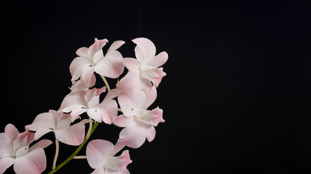 Orchid flower, rattan orchid, pink flower, black background