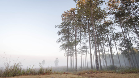A bright and cheerful holiday Among the pine forests Life is charging battery.の写真素材