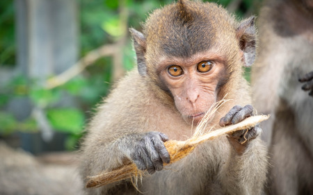 Monkey, old, baby, baby, smiling, camera, monkey at the temple, Khao Takiab tourist friendly,monkey...