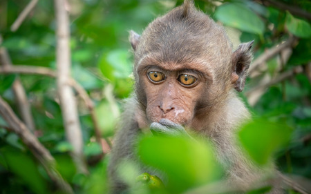Monkey, old, baby, baby, smiling, camera, monkey at the temple, Khao Takiab tourist friendly,monkey rim light,Reflective Monkey Hairの写真素材