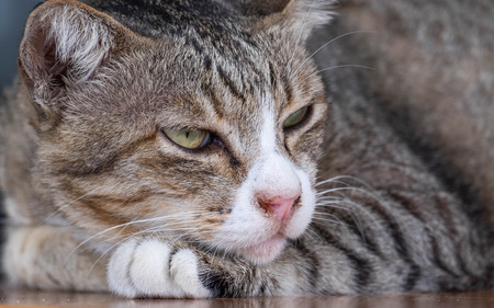 Resting cat closeup photoの写真素材