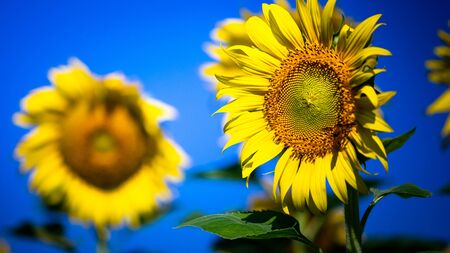 Closer up sunflowers,Sunflowers are yellow, but large flowers will be held to receive power from the sun and will always face eastの写真素材