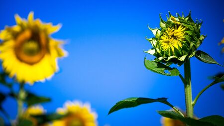 Closer up sunflowers,Sunflowers are yellow, but large flowers will be held to receive power from the...