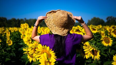 Sunflower field with young women and touristsの写真素材