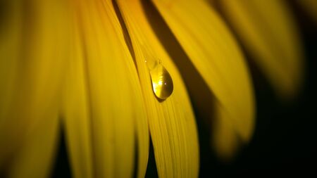 Soft Focus,Water droplets on sunflower petals taken with macro lenses.の写真素材