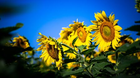 Closer up sunflowers,Sunflowers are yellow, but large flowers will be held to receive power from the sun and will always face eastの写真素材