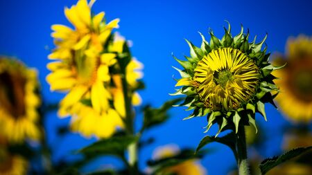Closer up sunflowers,Sunflowers are yellow, but large flowers will be held to receive power from the sun and will always face eastの写真素材